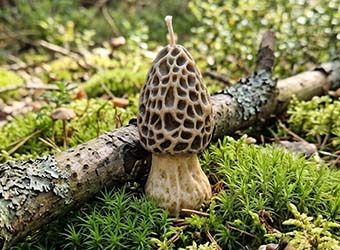 Rankų darbo žvakė, pagaminta naudojant silikoninę formą