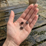 Miniature Coffee Beans Silicone Mold, 1:6 Scale Dollhouse Mold for Polymer Clay and Epoxy Resin, Mini Coffee Bean Mold - Image 4