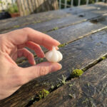 Miniature Garlic Silicone Mold, 1:6 Dollhouse Food Mold, Tiny Garlic Mold, Polymer Clay Resin Mold, Mini Kitchen Grocery DIY Craft - Image 2